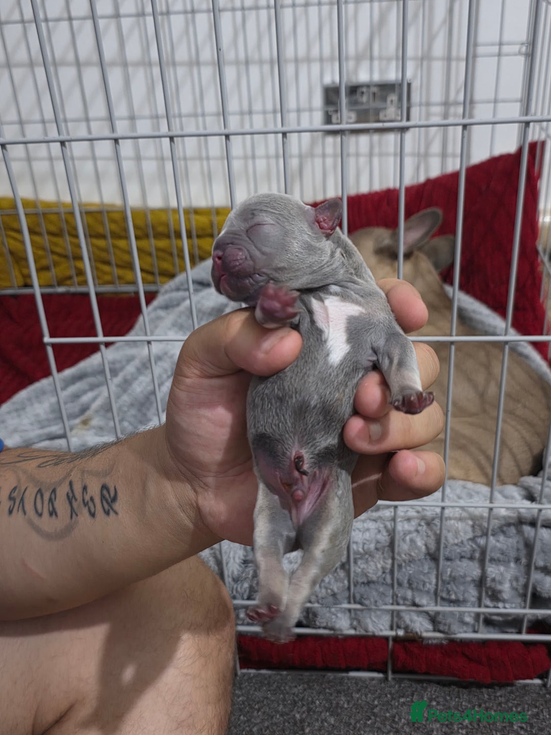 French Bulldog dogs for sale: Frenchbulldog puppies for sale - Image 7