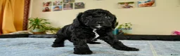 Cockapoo dogs for sale: Beautiful Cockapoo puppies for sale in Rugby - Advert 3