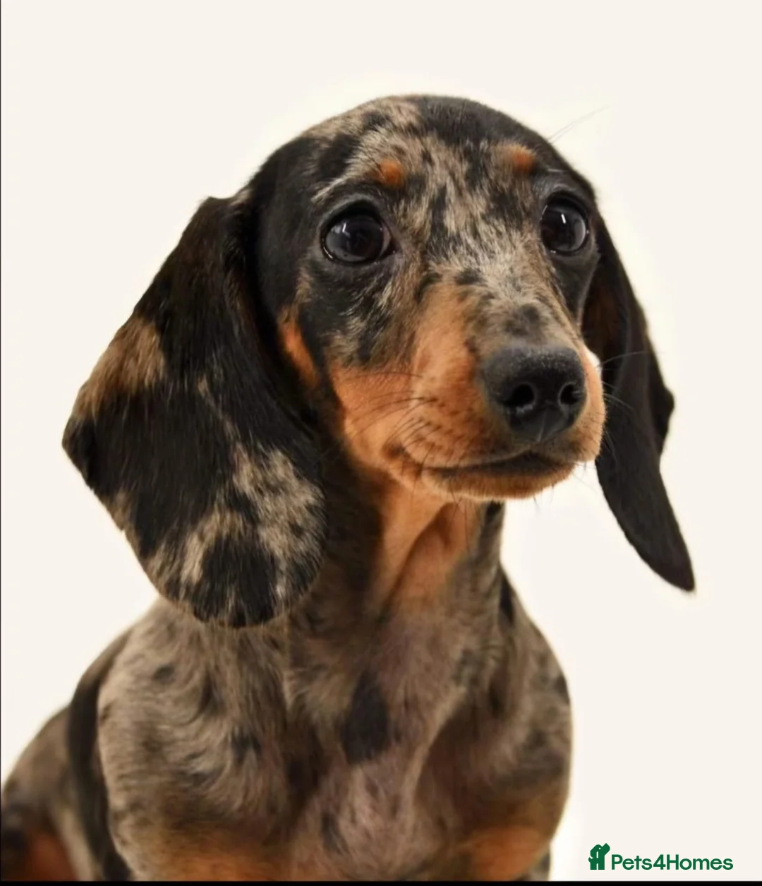 Mixed Breed dogs for sale: Adorable Pomerania x miniature Dachshund Puppies  - Advert 8