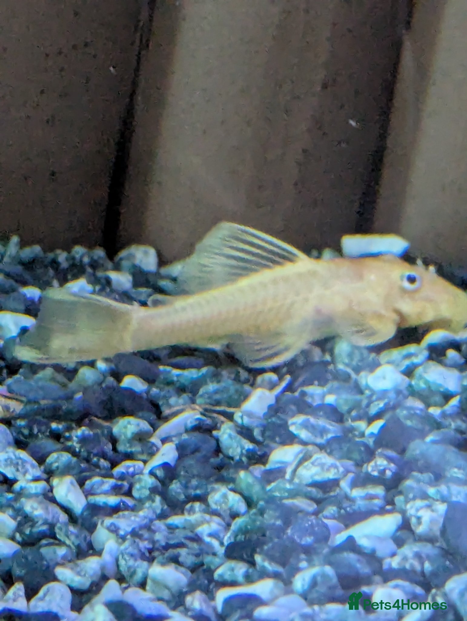 Catfish fish for sale: L144 lemon bristlenose plecos  in Maryport - Advert 9