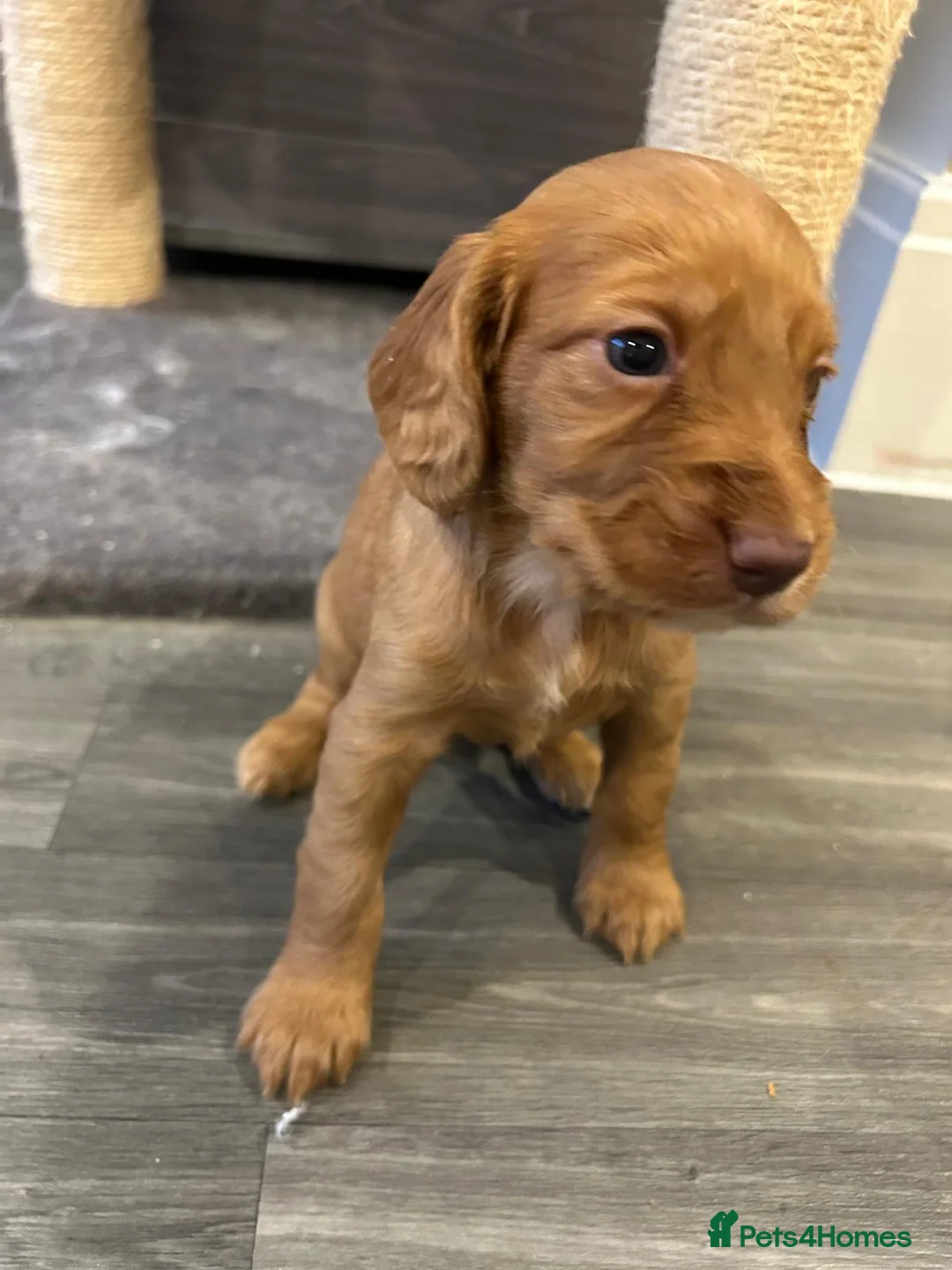 Cocker Spaniel dogs for sale: Working cocker spaniel puppies  - Advert 27