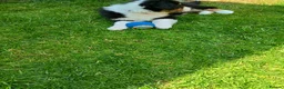 Australian Shepherd dogs for sale: The last beautiful female Australian Shepherd in Poole - Advert 33