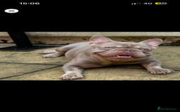 French Bulldog dogs for stud: Big Meech  - Image 4