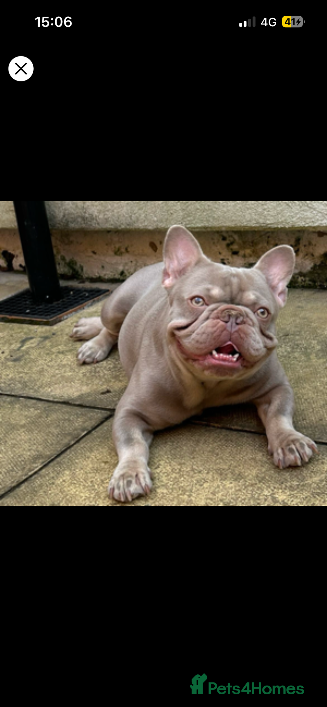 French Bulldog dogs for stud: Big Meech  - Image 4