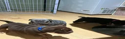 Olde English Bulldogge dogs for sale: Old English x English Bulldog puppies - Advert 3