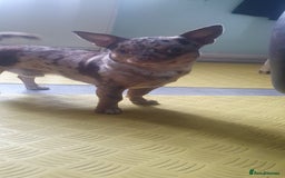 Chihuahua dogs for stud: Chocolate Merle chihuahua stud - Image 2