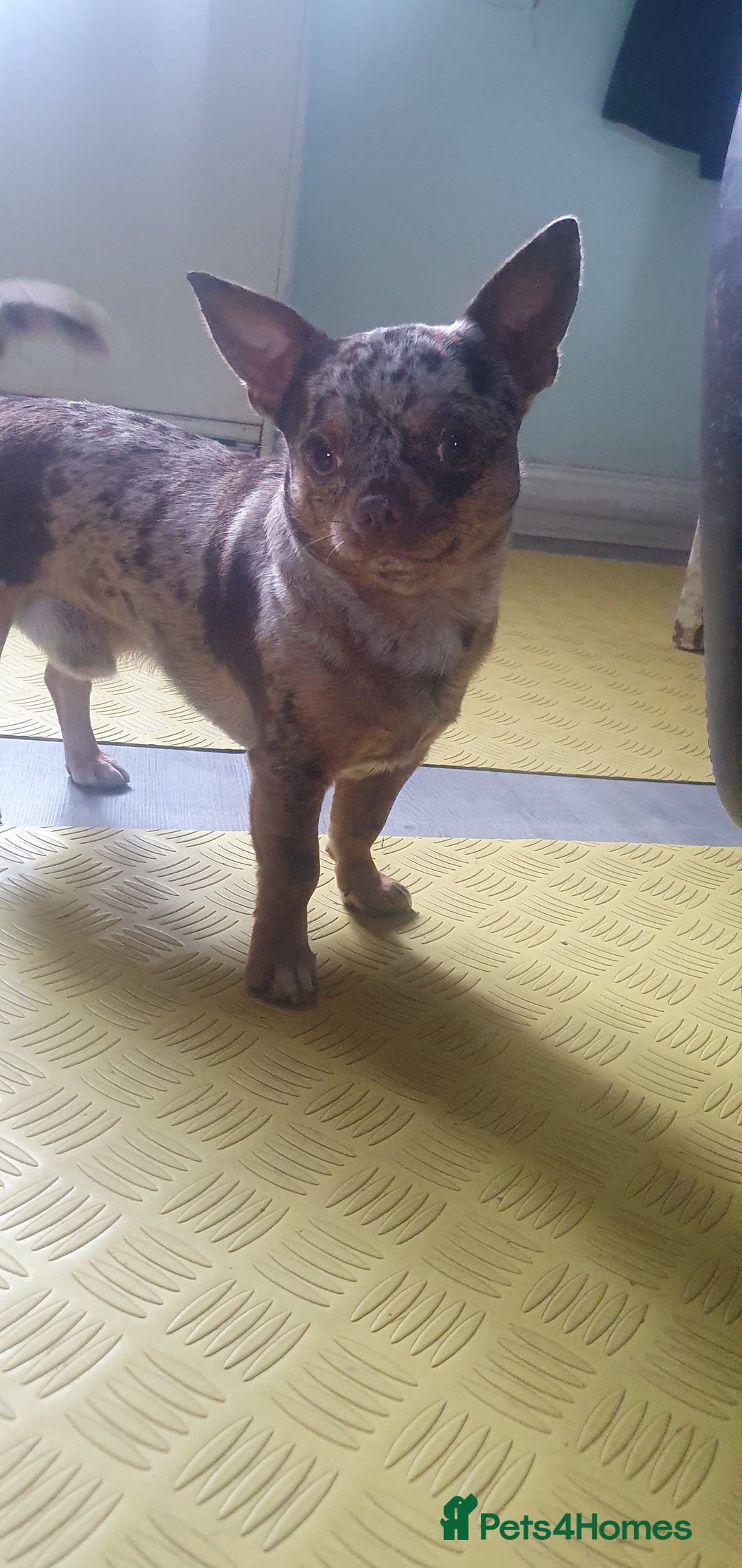 Chihuahua dogs for stud: Chocolate Merle chihuahua stud - Image 2