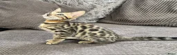 Bengal cats for sale: Stunning full pedigree registered bengal kittens  - Advert 4