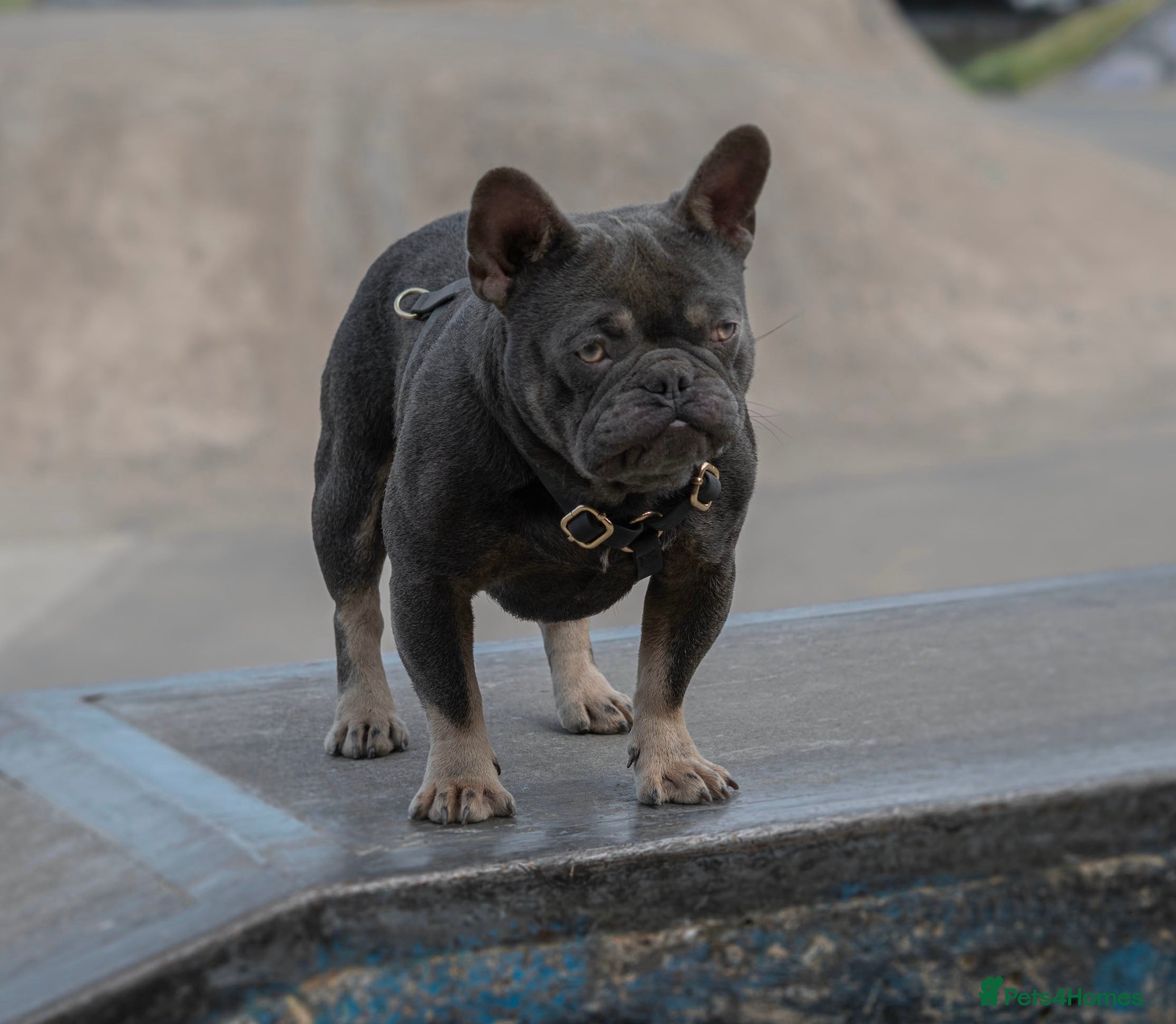French Bulldog dogs 🐾 FRENCHIE STUD SEEKING FLING BEFORE SPRING 🐾 in Wakefield - Advert 19