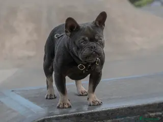 French Bulldog dogs 🐾 FRENCHIE STUD SEEKING FLING BEFORE SPRING 🐾 in Wakefield - Advert 17