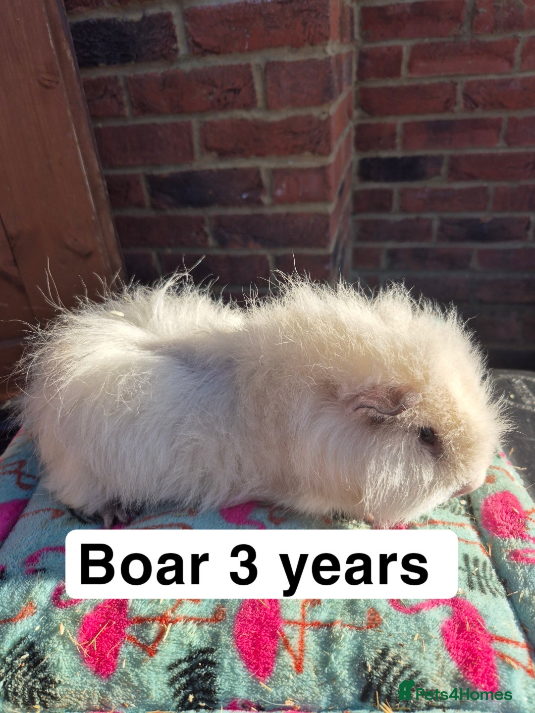 Guinea Pig rodents for sale: Guinea pigs  - Advert 5