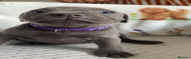 Staffordshire Bull Terrier 7