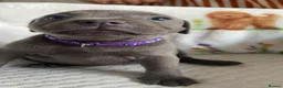 Staffordshire Bull Terrier dogs for sale: Blue staff puppies in Sheerness - Advert 9