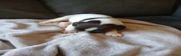 English Springer Spaniel dogs for sale: Springer spaniel - Advert 11