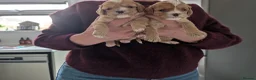 Cavapoo dogs for sale: Cavapoo puppies  - Advert 7