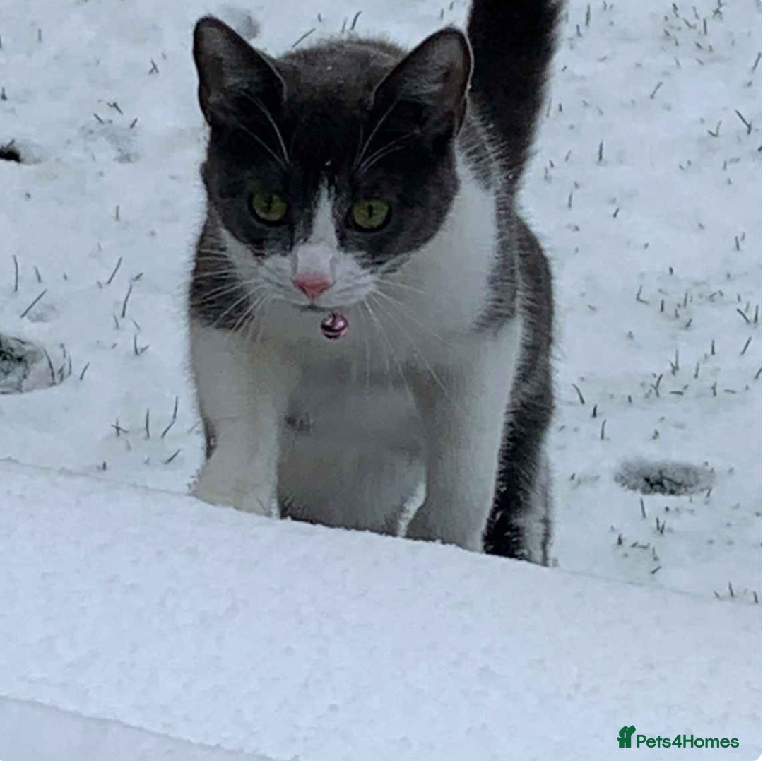 Mixed Breed cats for sale: Boo - looking for a new home in a town setting - Advert 3