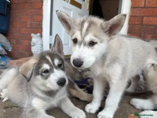 Utonagan dogs READY TO LEAVE. 4 stunning husky/malamute puppies - Advert 1