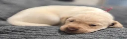Labrador Retriever dogs for sale: Superb Fully health tested yellows  - Advert 3