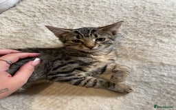 Mixed Breed cats for sale: READY NOW gorgeous brown tabby female kittens   in Ware - Image 13