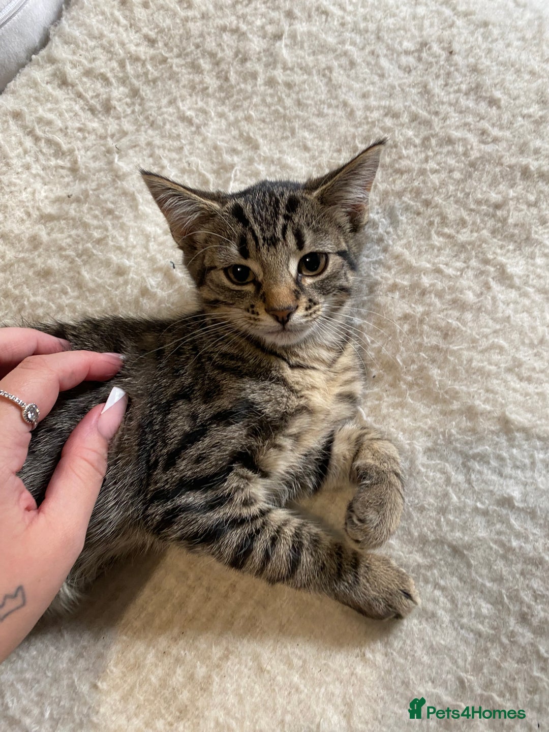Mixed Breed cats for sale: READY NOW gorgeous brown tabby female kittens   in Ware - Image 13