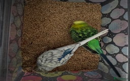 Budgerigars birds for sale: 2 male budgies with setup - Image 4