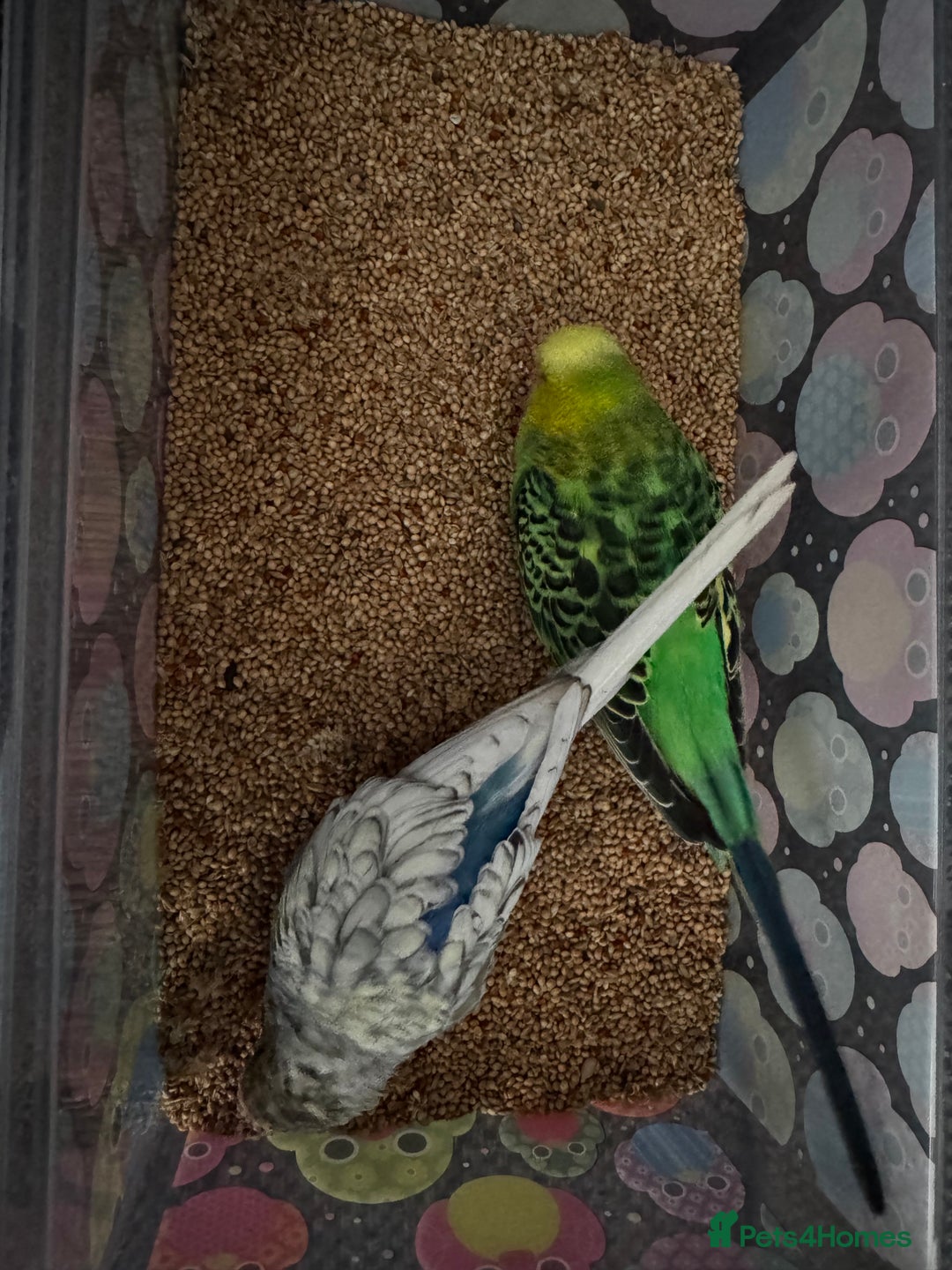 Budgerigars birds for sale: 2 male budgies with setup - Image 4