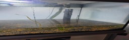 Shrimps fish for sale: Fishtank+accesories in Huntingdon - Advert 2