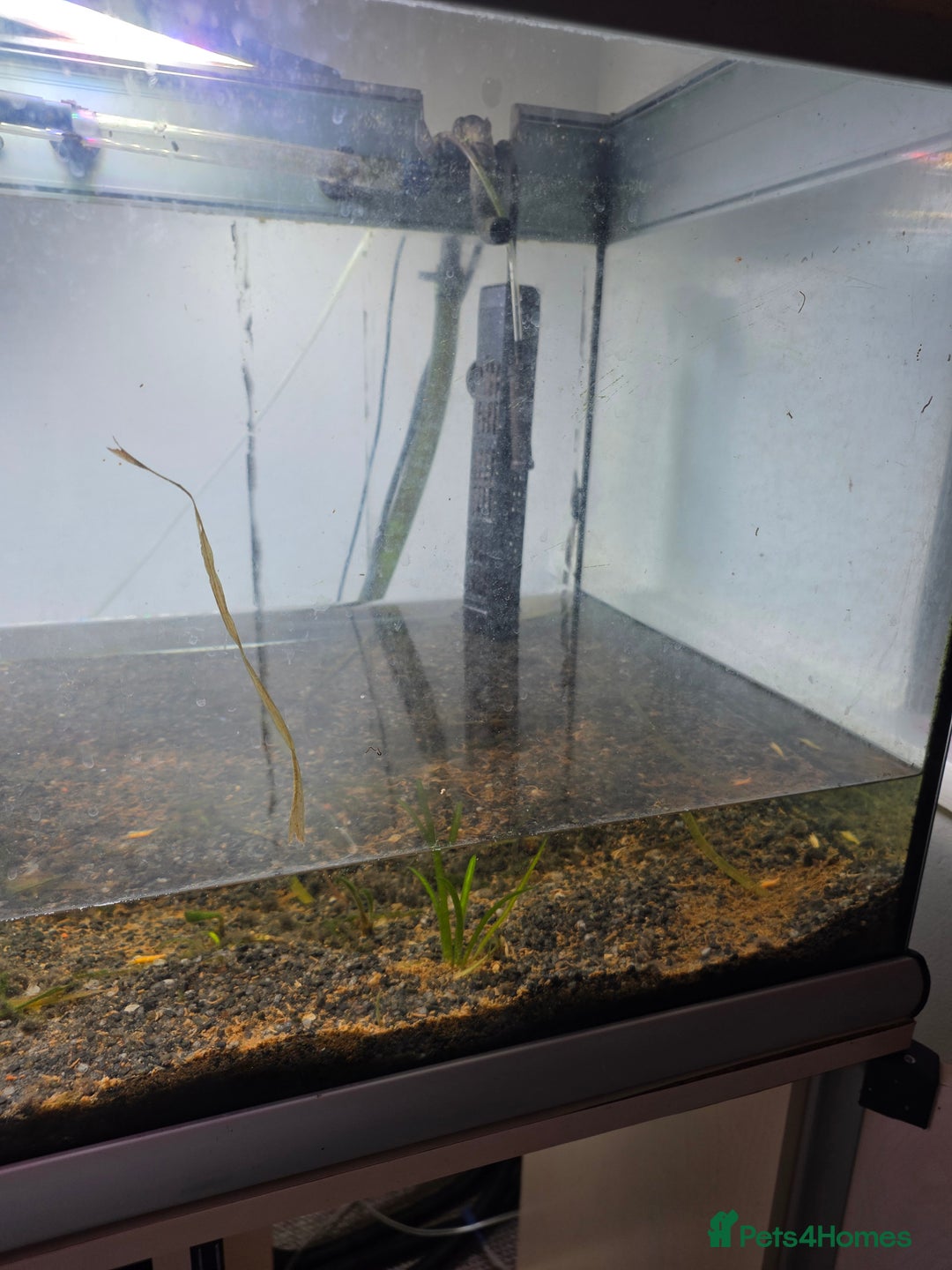 Shrimps fish for sale: Fishtank+accesories in Huntingdon - Advert 2