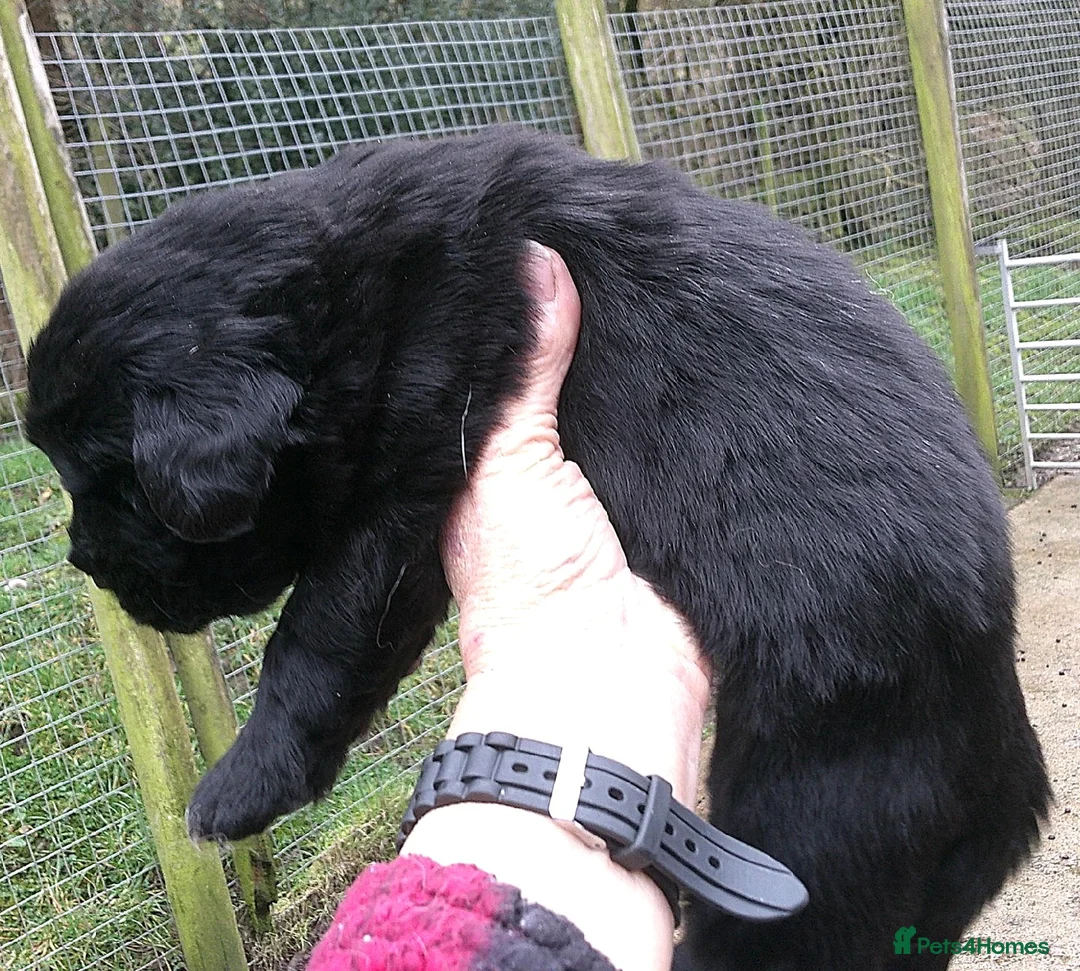 Newfoundland dogs for sale: Newfoundland puppies - Advert 3