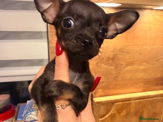 Chihuahua dogs ❣️❣️❣️Adorable Chi looking for forever home ❣️❣️ - Advert 13