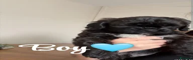 Mixed Breed 1