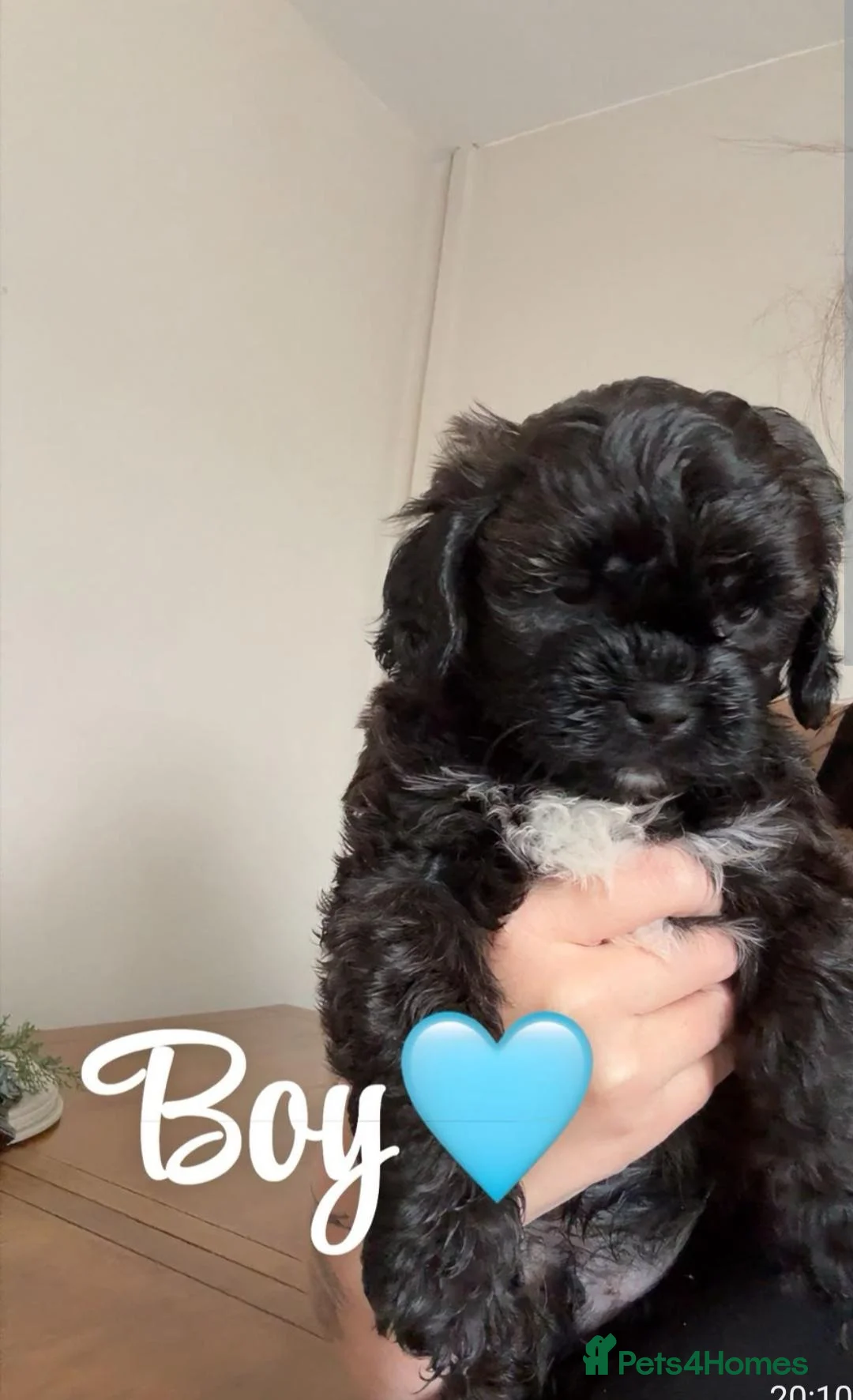 Mixed Breed dogs for sale: Last male pup left - Advert 2