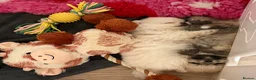 Pomeranian dogs for sale: Teddy Bear Pomeranians  - Advert 17
