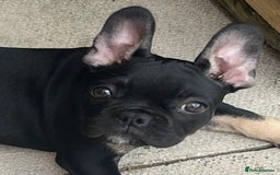 French Bulldog dogs for sale: Beautiful tiny girl Frenchie  - Image 7