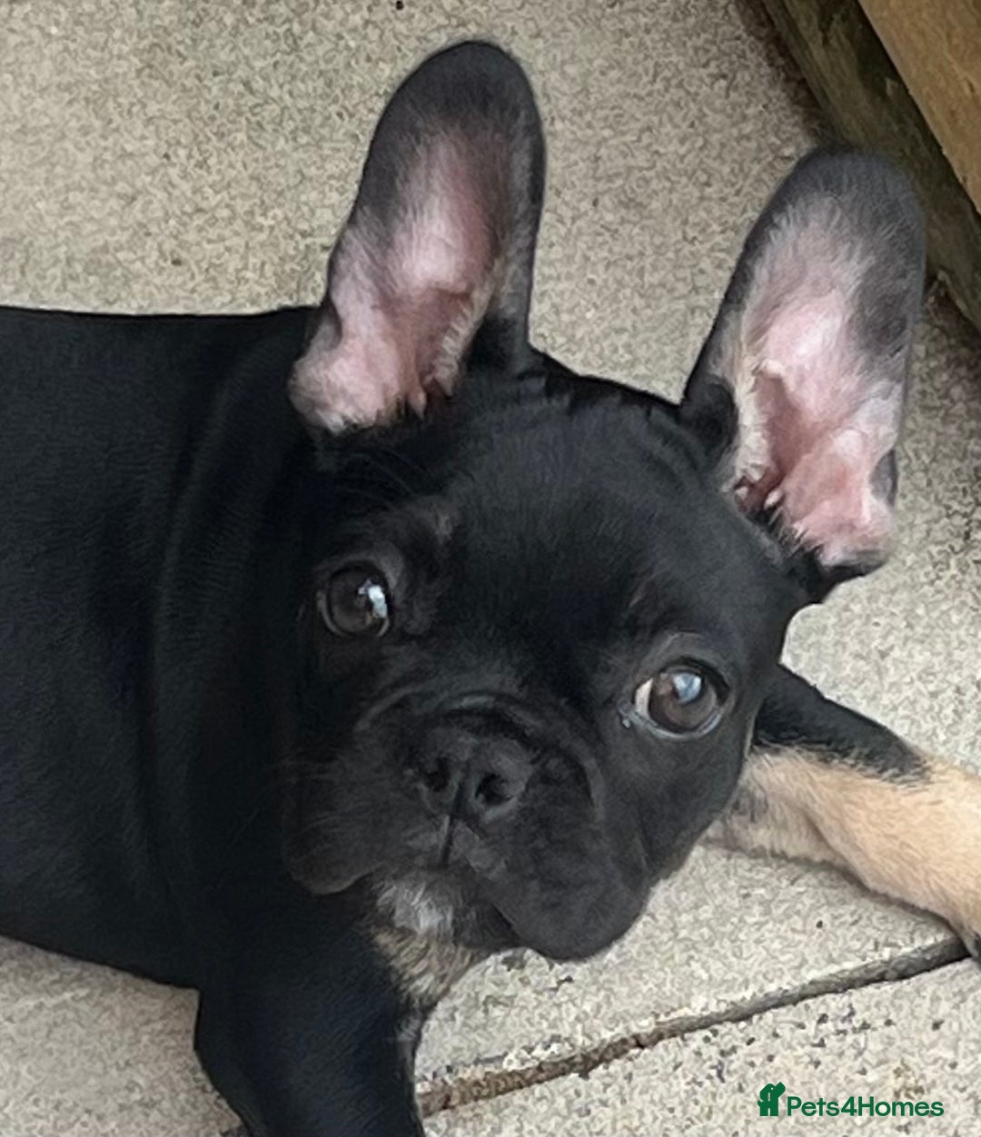 French Bulldog dogs for sale: Beautiful tiny girl Frenchie  - Image 7