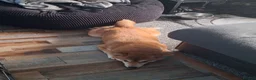Japanese Shiba Inu dogs for sale: 1 Year & 7 Months Old Shiba Inu in Clydebank - Advert 4