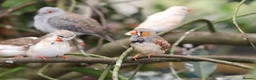 Finches birds for sale: Various Zebra Finch Variants  - Advert 12