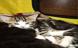 Mixed Breed cats for sale: 2 Mixed breed kittens  - Image 7