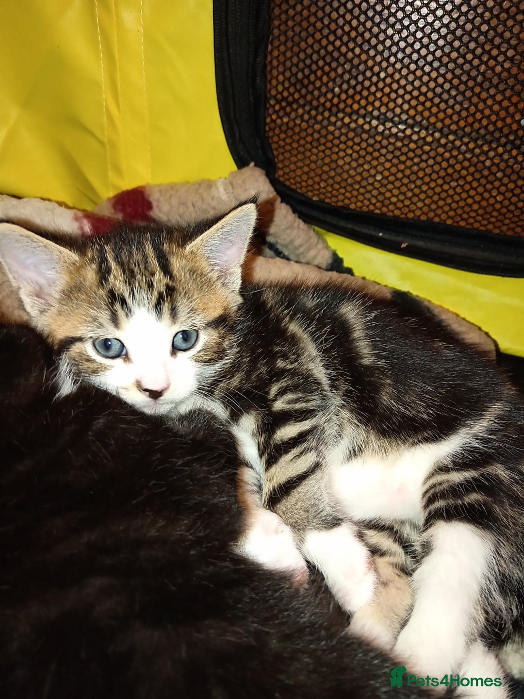 Mixed Breed cats for sale: 2 Mixed breed kittens  - Image 7