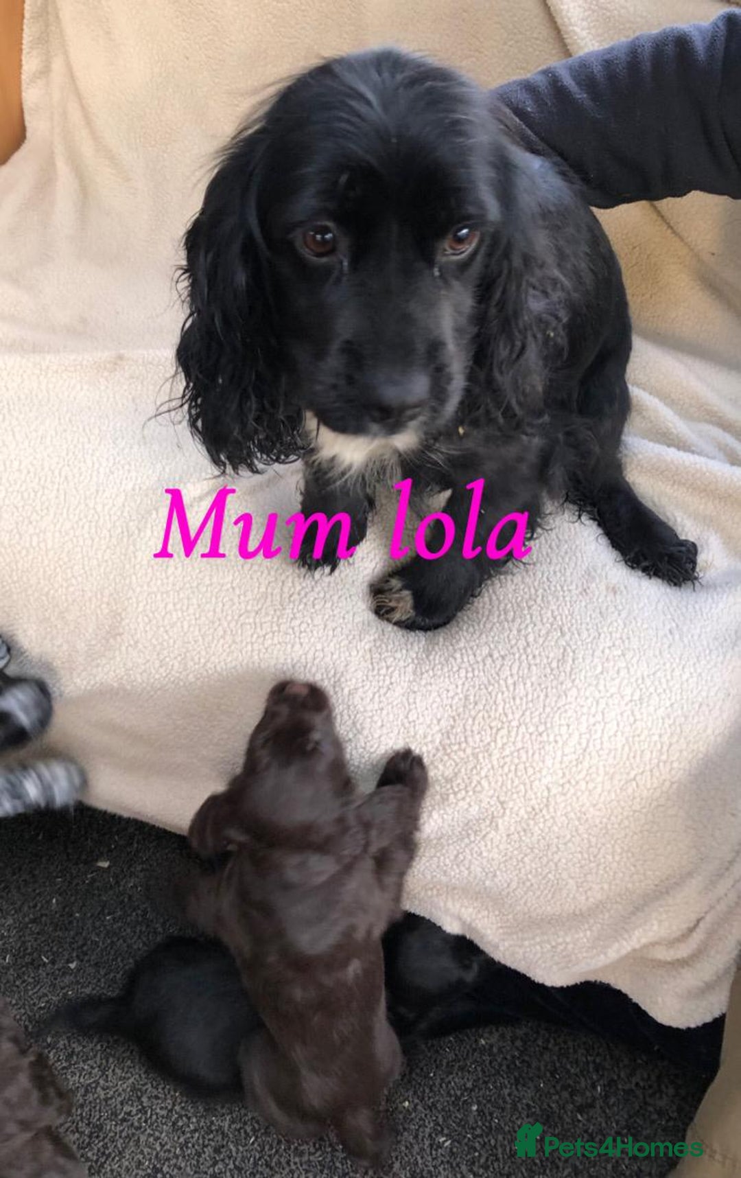 Cocker Spaniel dogs for sale: Beautiful Cocker Spaniel Puppies - Advert 8
