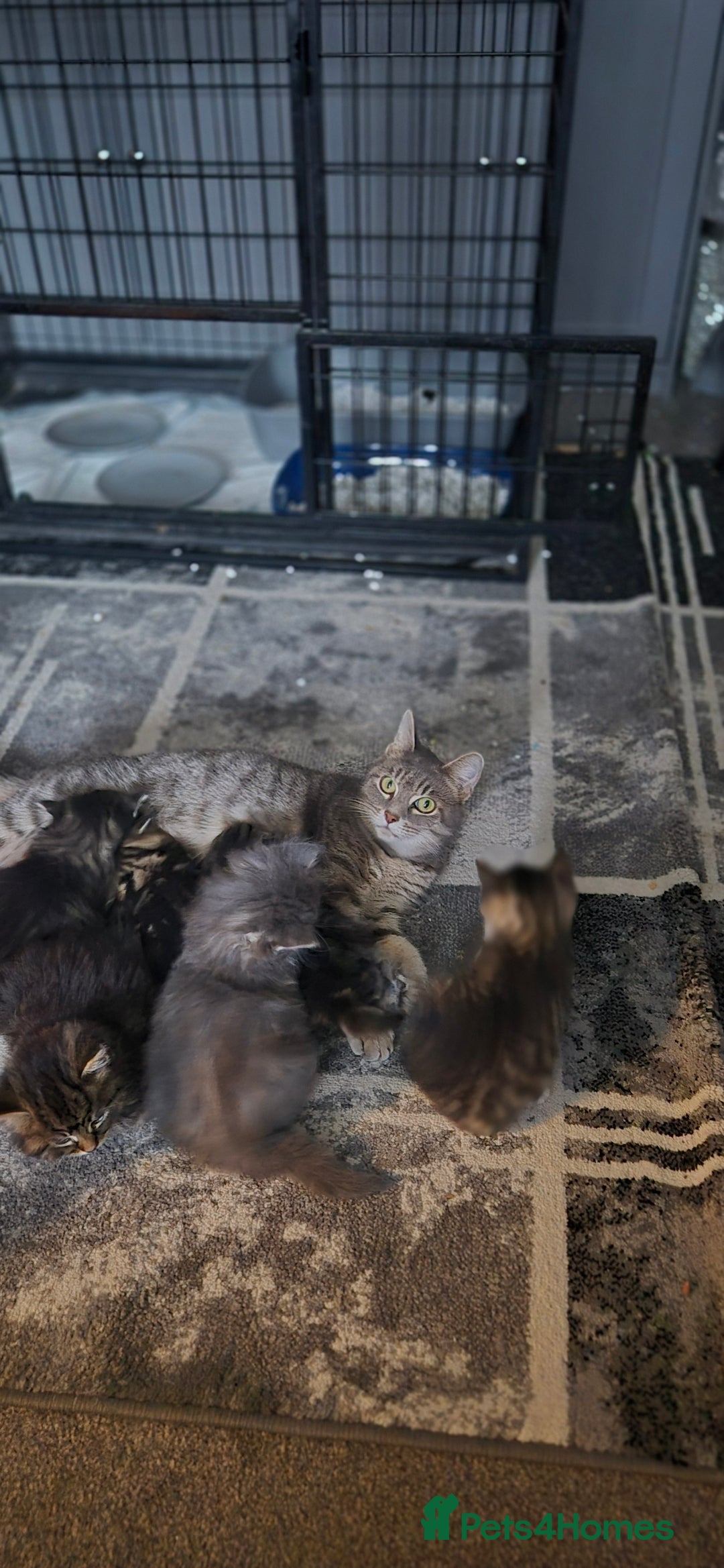 Mixed Breed cats for sale: Kittens silver tabby Britishshort-hairxmaincoon  - Advert 1