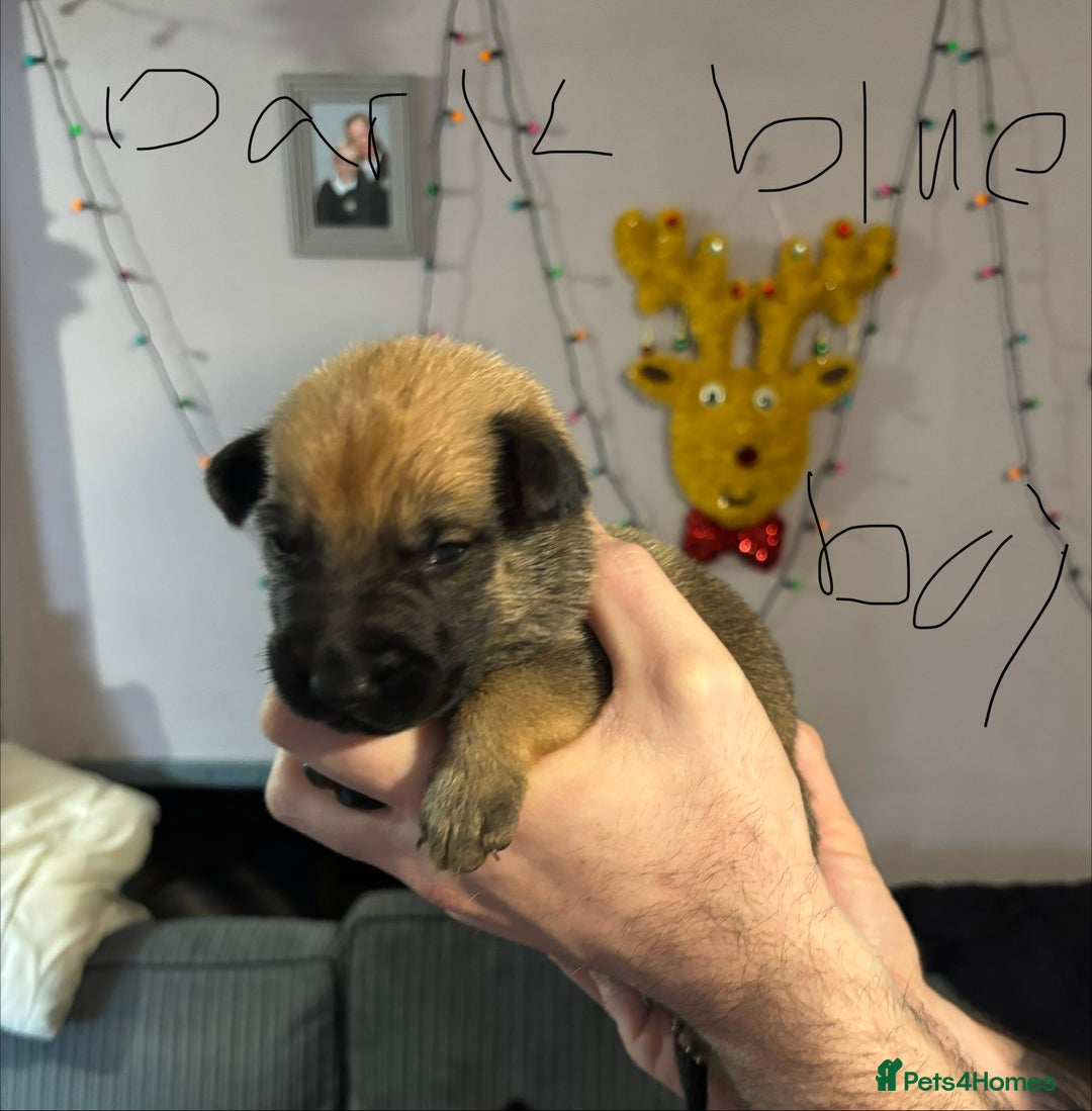 Mixed Breed dogs for sale: German Shepard x Belgian malinios - Advert 4