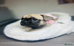 French Bulldog dogs for sale: Lilac French Buldog - Image 7