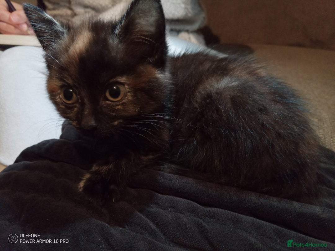Mixed Breed cats for sale: 1 Tortie Girl & 1 Full Black Boy for sale - Advert 3