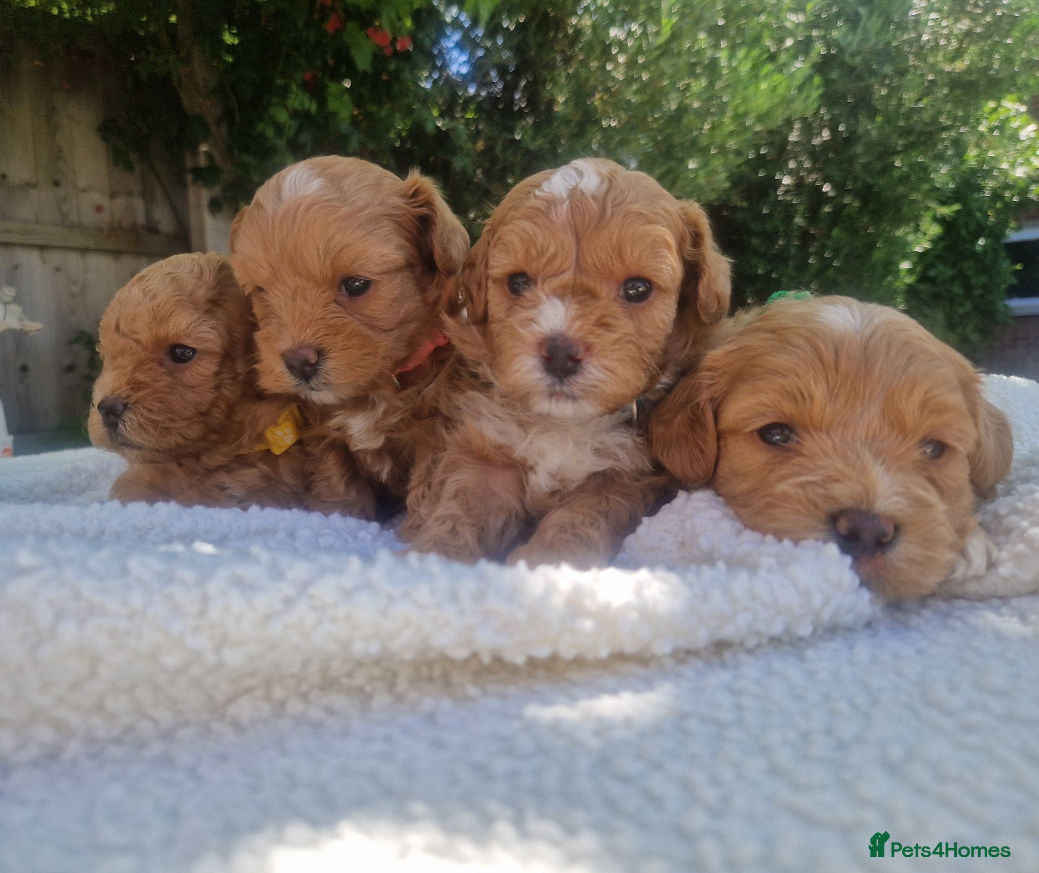 Poochon dogs Health tested beautiful poochons  - Advert 1