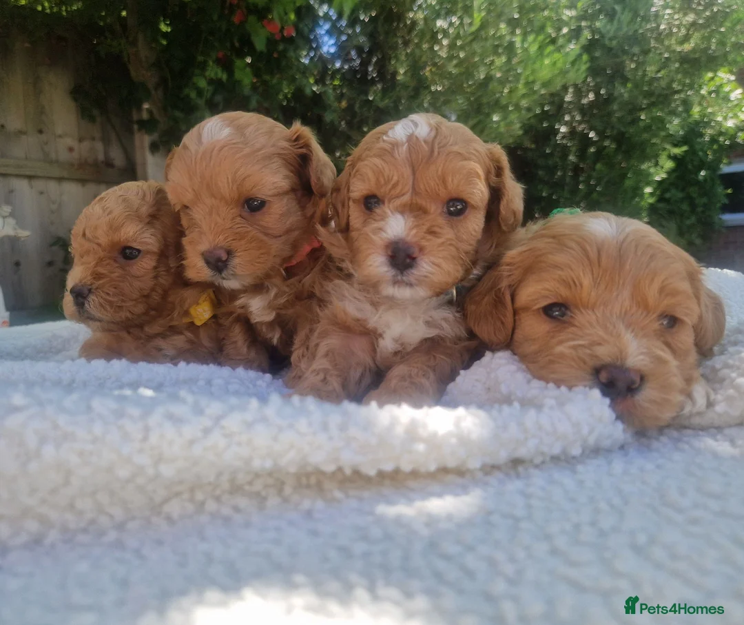 Poochon dogs for sale: Health tested beautiful poochons  - Advert 1