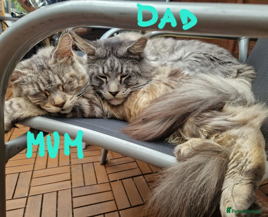 Maine Coon cats for sale: Maine Coon and mix Maine coon - Advert 20