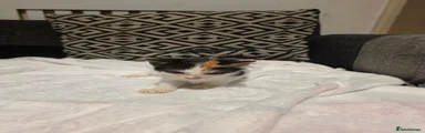 Tiny 