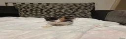 Mixed Breed cats for sale: 7 kittens for sale - Advert 17