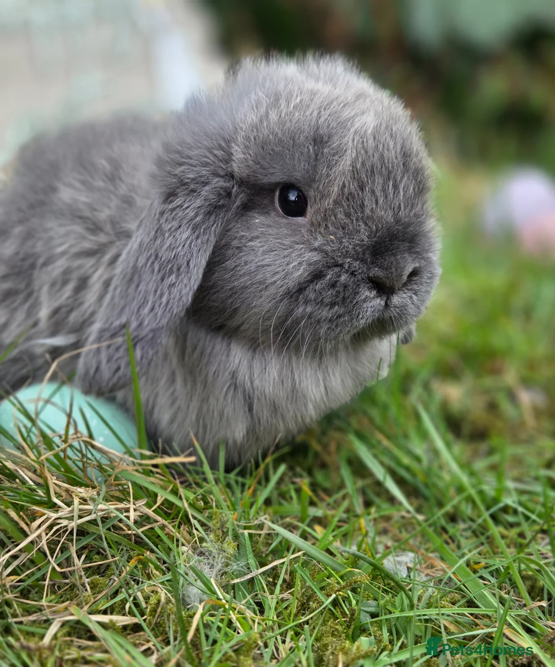 Mini Lop rabbits for sale: PURE MINI LOP BUNNIES 1 GIRL LEFT - Advert 2